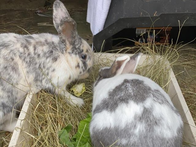Larry and Buttons are two years two months and three years eight months old respectively. They are male crossbreed rabbits admitted to Woodgreen in June 2021.