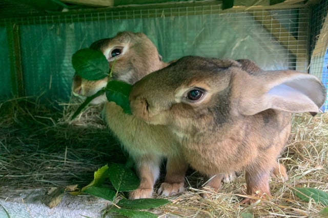 Red and Fallow are eight month old female Belgian hare rabbits. They were admitted to Woodgreen in July 2021.