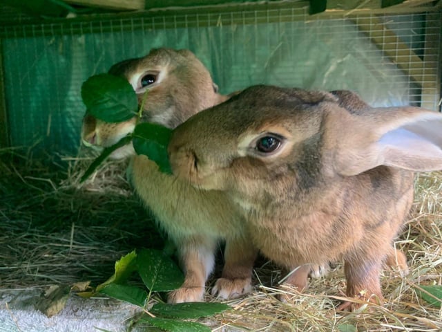 Red and Fallow are eight month old female Belgian hare rabbits. They were admitted to Woodgreen in July 2021.