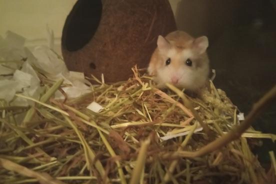 Cookie is a ten-month-old Roborovski hamster. He was admitted to Woodgreen in February 2022.