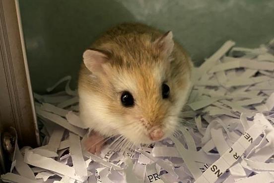 Loki is a one-year-old Roborovski hamster. She was admitted to Woodgreen in October 2021.