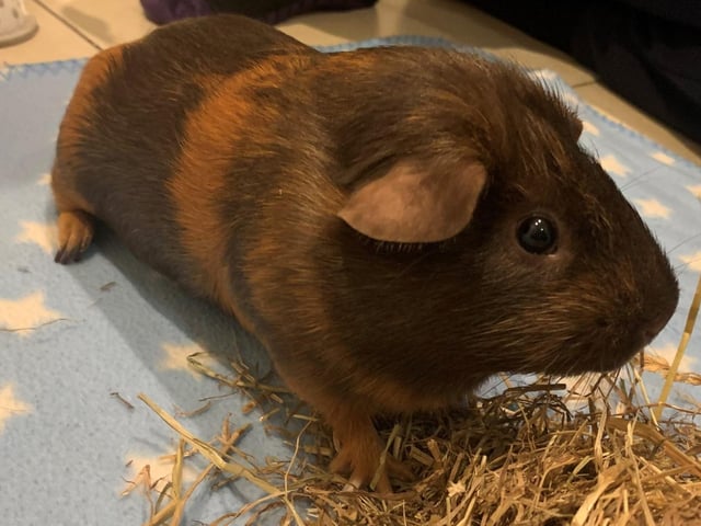 Zorro and Coal are one-year-and-one-month-old crested male guinea pig. They were admitted to Woodgreen in February 2022.