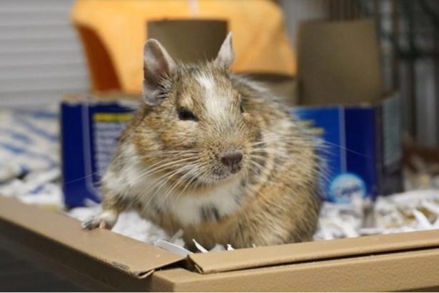 Squirrel is two years and six months old and is a common degus. He was admitted to Woodgreen in December 2020.
