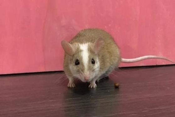 Minnie and Boba Fett are one year and eight months and eight months old respectively. They are female multimammate mice and were admitted to Woodgreen in August 2021.