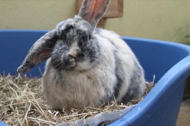 Hazel is a five-year-old crossbreed rabbit. She was admitted to Woodgreen in February 2021.