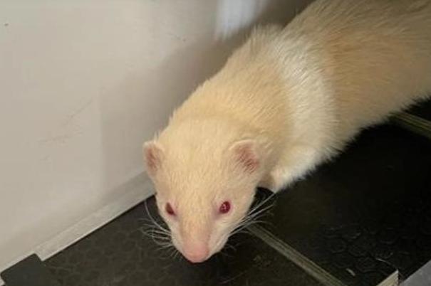 Norman is a one-year-and-eight-month-old albino ferret. He was admitted to Woodgreen in November 2021.