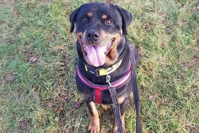 Paris is such a lovely girl; Gentle giant really does fit her personality. When it comes to fuss and cuddles, she knows what she wants, and she is not afraid to ask. She shared her previous home with another dog, so she might appreciate having another friendly dog in the home, but she is so human focused that it's not a 'must'. (She'd probably be just as happy keeping all the fuss and cuddles for herself!)
