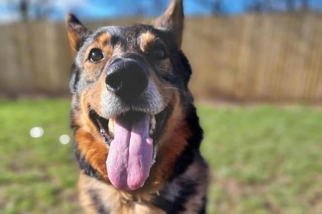 Ace came in us via inspectorate. He is an affectionate gentleman who will require a quiet yet active household. He could live with a well matched canine companion, no felines, and children aged 12+ who have experience around dogs. He will also require an owner who is around a lot of the day to provide him with all the love and attention he deserves. Could you offer our lovely boy a retirement home?