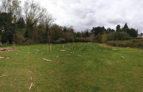 The vandalised trees
