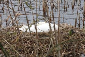Swans' nest at Nene Park.