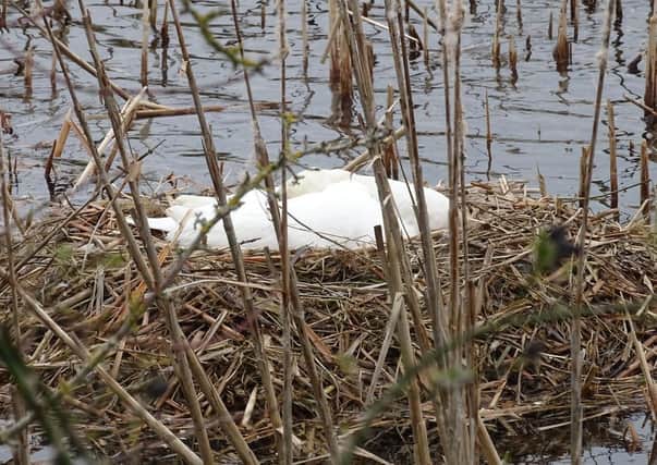 Swans' nest at Nene Park.