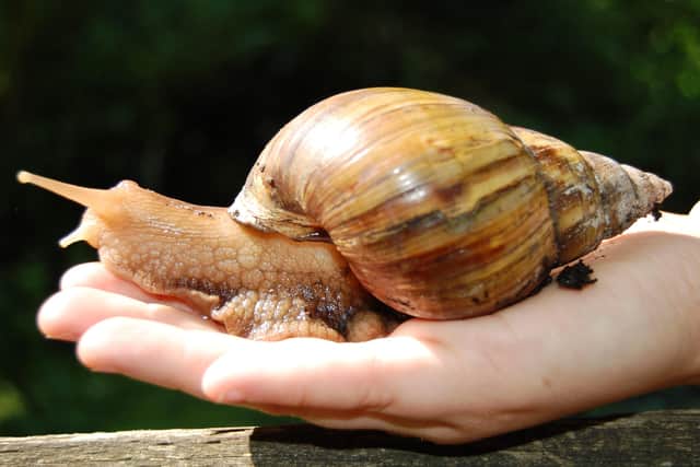 A Giant African Land Snail