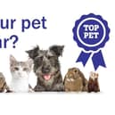 Top pet competition.