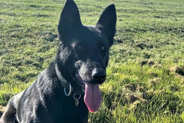 PD Molly helped to sniff out the culprit in the Iceland store.