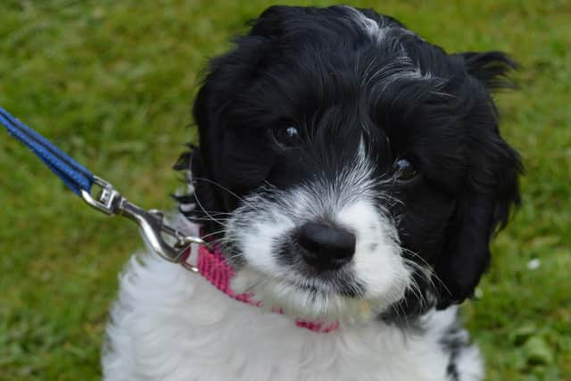 Luna, the Therapy Dog