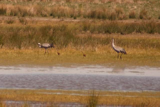 The pair of cranes with their two chicks photographed in late April 2021 by John Oliver, Lincolnshire Wildlife Trust.