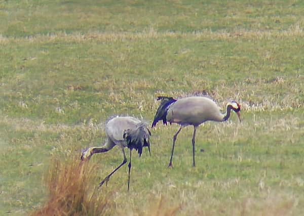 The adult cranes at the Lincolnshire nature reserve. Photo: Lincolnshire Wildlife Trust