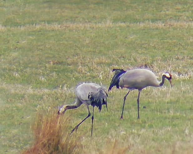 The adult cranes at the Lincolnshire nature reserve. Photo: Lincolnshire Wildlife Trust