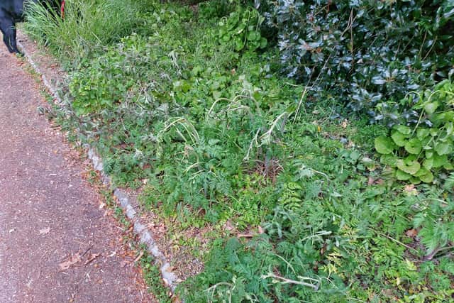 Verges weedkiller has been applied to in Orton Longueville. Photo: David Thomson.