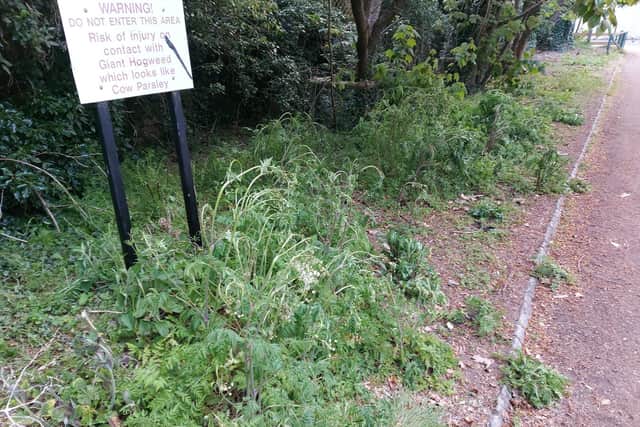 Verges weedkiller has been applied to in Orton Longueville. Photo: David Thomson.