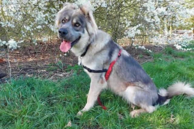 Nala is a stunning girl who has spent the majority of her life with us in kennels. She was removed by our inspectors after she was found living in a kennel without food, water or bedding. Sadly she has also had her ears illegal cropped. Thankfully Nala has now been signed over to the RSPCA for re-homing.
Nala was just a young puppy when she arrived in our care, she was very under socialised and scared of us, which was really sad to see from such a young dog.
ala has spent over a year with us and has blossomed during her stay. She now walks on lead and knows lots of basic commands. Nala LOVES other dogs but understandably can still be worried around new people and is worse with men. Nala can also be scared of new places, she will take some encouraging when going into new environments but once she is bonded with a handler she is quite good at following them.