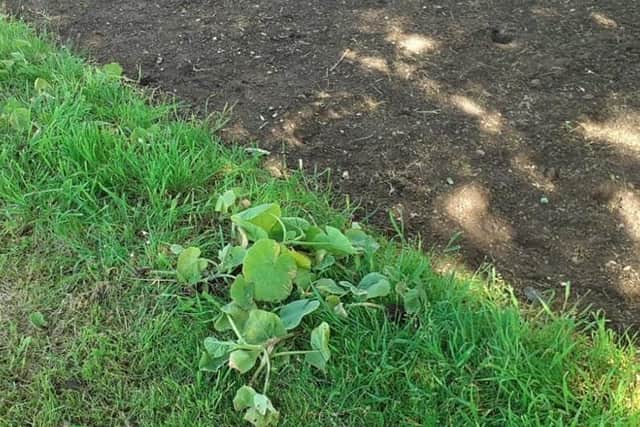 Uprooted plants to Nene Valley Community Centre.