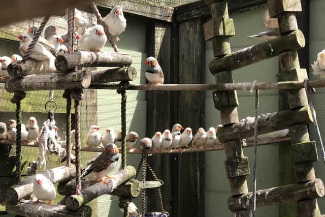 Some of the zebra finches