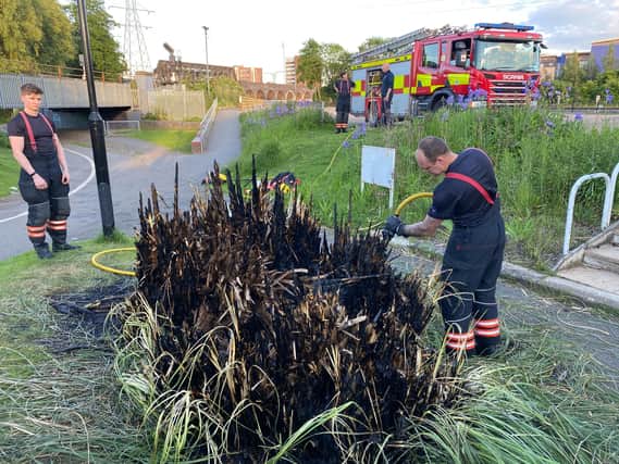 Pampas grass set on fire in the centre of Peterborough.