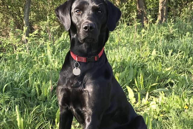 Sue Ryder Thorpe Hall Hospice's Ambassadog Millie. EMN-210807-155015001