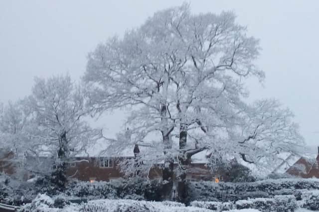 The tree during the winter. Photo: Richard Simcox.