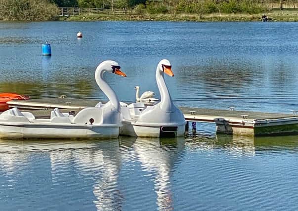 Swan pedalos at Ferry Meadows. Photo: Toby Wood.