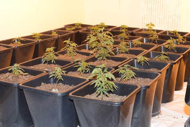 Some of the cannabis found by police
