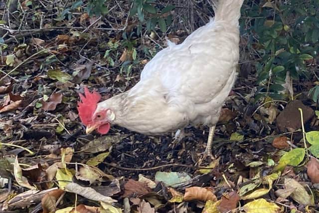 Have you seen missing Fluffy?