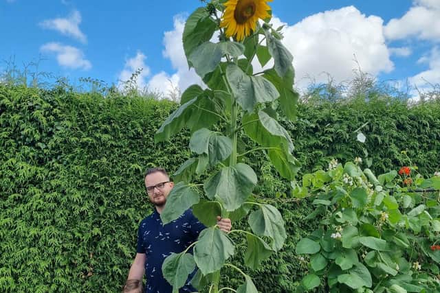 Sky high, John Schneider's great grandaughter, Esme Toma and son-in-law, Lucian Toma measure up to the beaming sunflower.