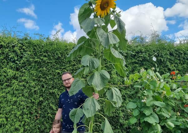 Sky high, John Schneider's great grandaughter, Esme Toma and son-in-law, Lucian Toma measure up to the beaming sunflower.