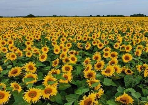 The stunning field of sunflowers. Picture: Matthew Roberts
