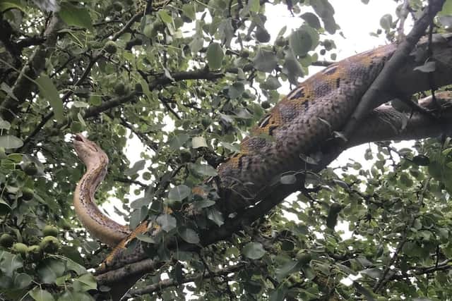 The 10ft python in the tree near Conington.
