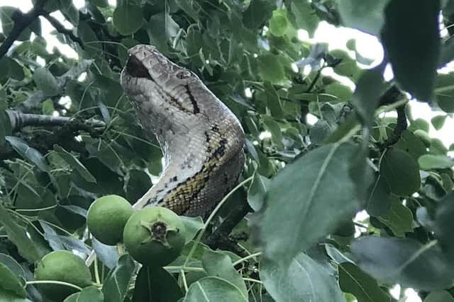 The 10ft python in the tree near Conington.