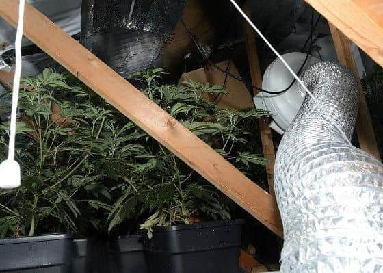 The cannabis factory found in Church Drive, Orton Waterville.
