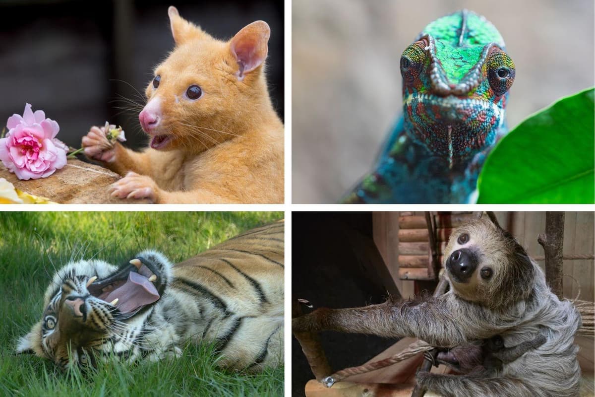 Der Zoo in der Nähe von Peterborough sammelte innerhalb eines Jahres über ...