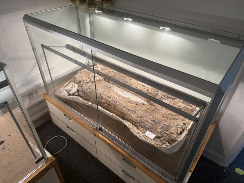 A mammoth tusk
