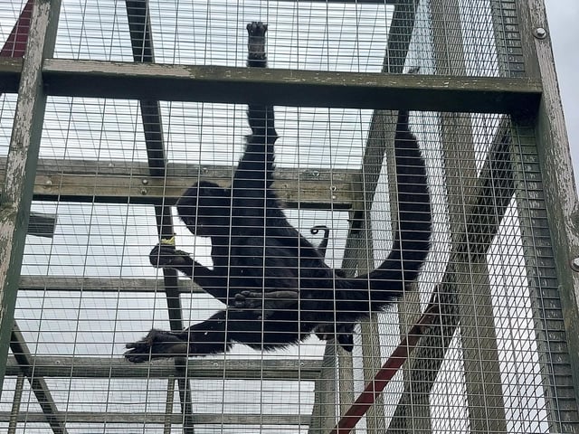 The refuge is home to four spider monkeys.