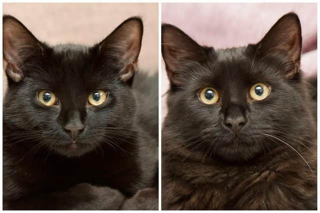 Female domestic semi-long hairs Jett and Cola have been under the care of Woodgreen Pets Charity for more than 500 days