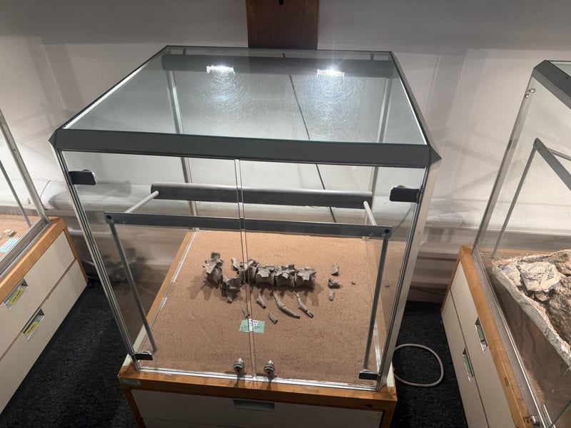 A 160 million year old skeleton exhibit