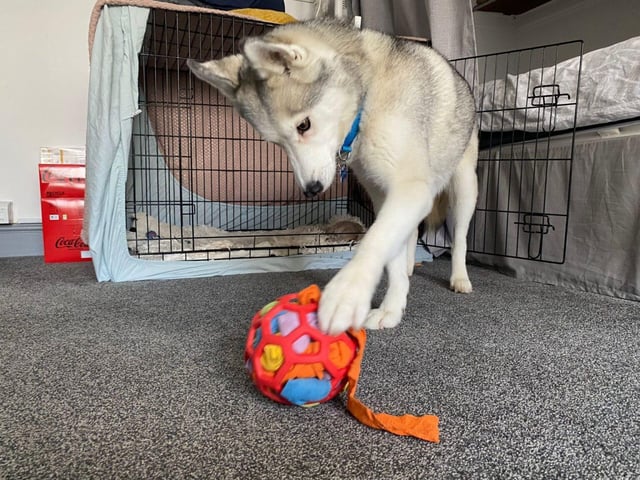 Miya is female, medium-sized 10-year-old husky.