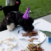 The RSPCA's One Fun Day event at Block Fen Animal Centre near March will help celebrate the charity's 200th birthday on June 15 (image: Getty)