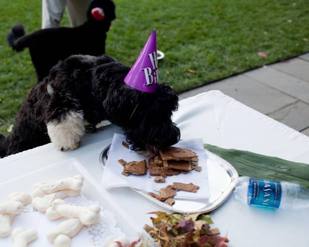 The RSPCA's One Fun Day event at Block Fen Animal Centre near March will help celebrate the charity's 200th birthday on June 15 (image: Getty)