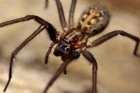 The common House Spider lurks in our homes (photo: Adobe)