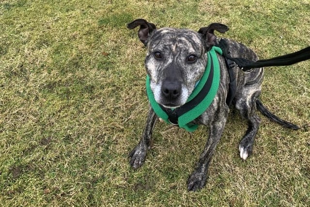 Lady is a six-year-old female crossbreed, admitted to Woodgreen in April 2022.