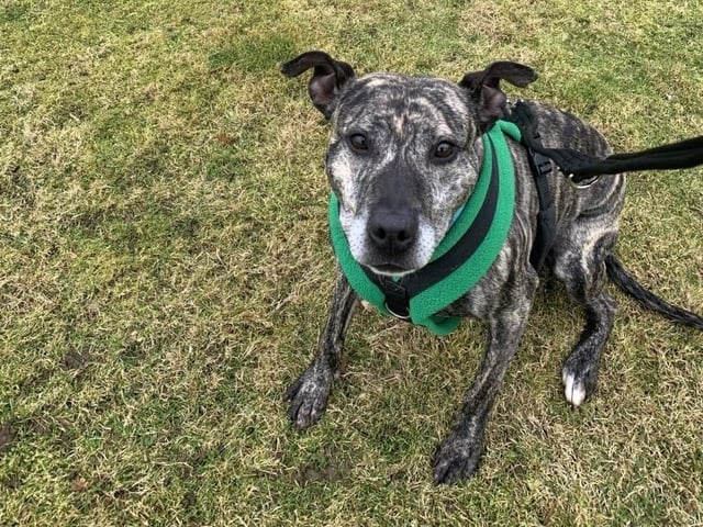 Lady is a six-year-old female crossbreed, admitted to Woodgreen in April 2022.